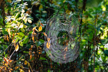 Spiderweb