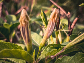 red and yellow flowers