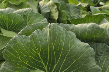 野菜収穫の新鮮キャベツの葉