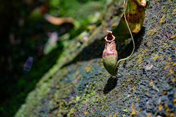 Small Pitcher Plant at forest