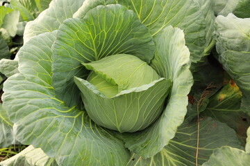 Obraz premium 野菜収穫の新鮮キャベツの葉