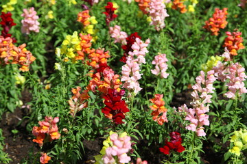 Charming fine snapdragon flowers on the blur background 