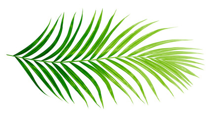 Green leaves of palm tree isolated on tranaparent background png file