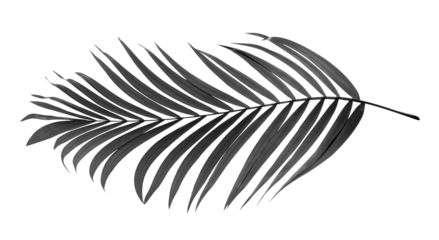 black leaves of palm tree on transparent background png file