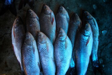freshly harvested rohu carp fish for sale in retail store in India