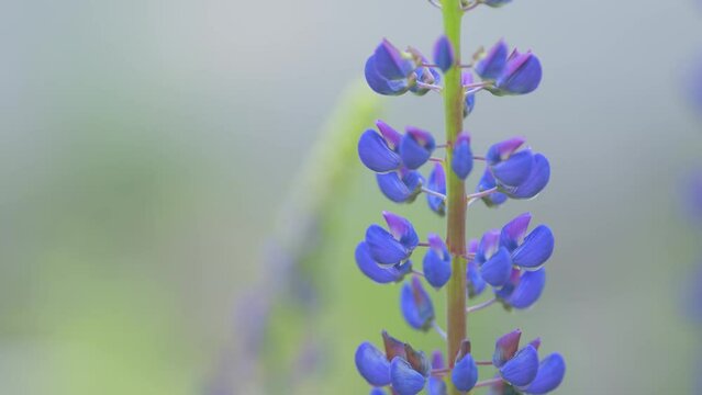 Lupinus arcticus. Beautiful wild lupine flower, commonly known as lupin or lupine blooming. Slow motion.
