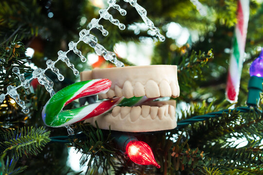 3d teeth model on Christmas tree as ornament. 3d dentures with candy cane in mouth hanging off Christmas tree. Funny dentistry decoration or dentist holiday background. Selective focus.