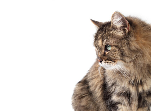 Cute tabby cat looking at something with green eyes, isolated. Side profile of kitty with intense or curios body language.  Long hair female senior cat, 16 year old. White background. Copy space.