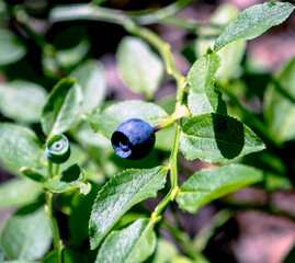 ripe blueberries in the forest on bushes