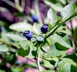 ripe blueberries in the forest on bushes