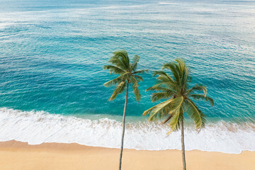 Aerial drone view of the paradise beach with two palm trees, big waves