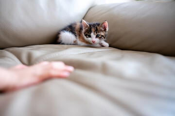 kitten sleeping in sofa