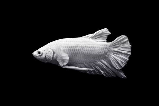 "Fish On Black Background" Images – Browse 549 Stock Photos, Vectors