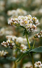 Flowering buckwheat close-up. Macro shot. High quality photo