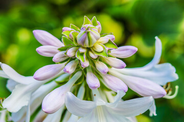close up of Hosta flower