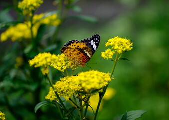 ツマグロヒョウモンとオミナエシ