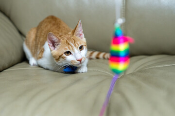 cat staring at toy mouse