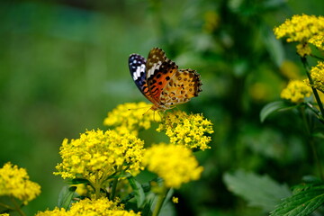 ツマグロヒョウモンとオミナエシ