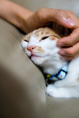 Cat feeling its owner's touch