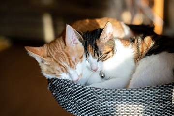 Cats sleeping with their faces to each other