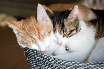 Cats sleeping with their faces to each other