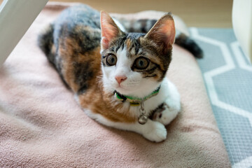 a cat with a cat bell around its neck
