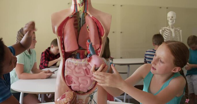 Group of kids touching human anatomy model
