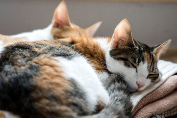 cat sleeping on a bed