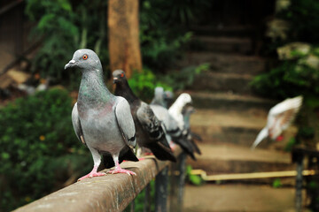 Close up beautiful pigeon group portrait