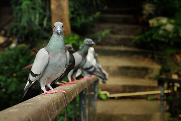 Obraz premium Close up beautiful pigeon group portrait