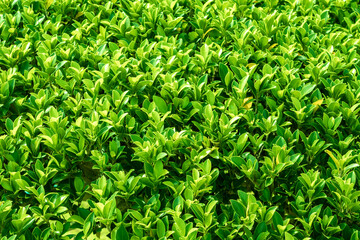 Green Leaves background, nature background
