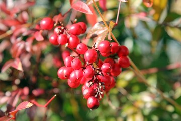 빨간열매 - 남천