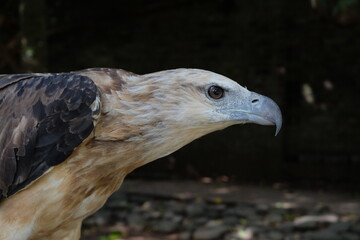 The white-bellied sea eagle (Haliaeetus leucogaster), also known as the white-breasted sea eagle, is a large diurnal bird of prey in the family Accipitridae