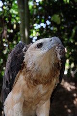 The white-bellied sea eagle (Haliaeetus leucogaster), also known as the white-breasted sea eagle, is a large diurnal bird of prey in the family Accipitridae