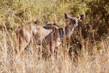 Fototapeta premium Deer standing against trees