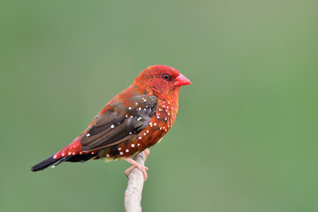 vivid red with white spots on its boby and fresh big finch having interesting look on thailand residentual bird, red avadavat