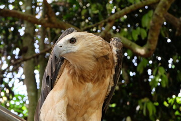 The white-bellied sea eagle (Haliaeetus leucogaster), also known as the white-breasted sea eagle, is a large diurnal bird of prey in the family Accipitridae