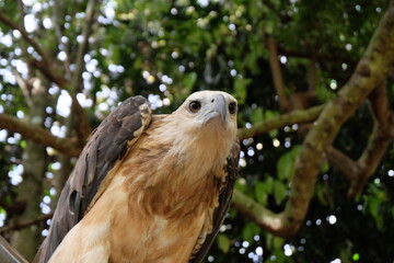 The white-bellied sea eagle (Haliaeetus leucogaster), also known as the white-breasted sea eagle, is a large diurnal bird of prey in the family Accipitridae