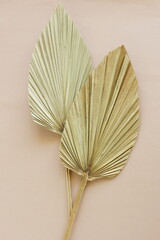 Dry palm leaves top view on beige   background. Botanical poster. selective focus.