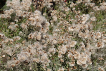 Flowers Going To Seed, Fort Edmonton Park, Edmonton, Alberta