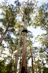 Dave Evans Bicentennial Tree - Western Australia