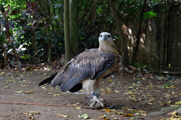 The white-bellied sea eagle (Haliaeetus leucogaster), also known as the white-breasted sea eagle, is a large diurnal bird of prey in the family Accipitridae