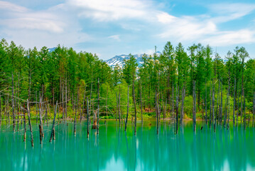 Blue pond (Aoiike) with reflection of tree in summer, located near Shirogane Onsen in Biei Town, Hokkaido, Japan 