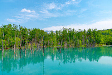 Blue pond (Aoiike) with reflection of tree in summer, located near Shirogane Onsen in Biei Town, Hokkaido, Japan 