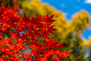 close-up colorful fall foliage in sunny day. beautiful autumn landscape background