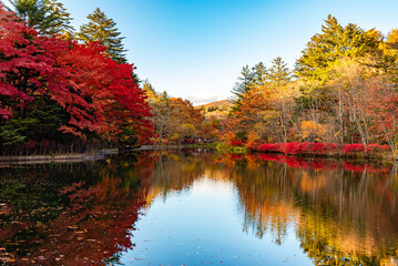 Kumobaike Pond autumn foliage scenery view, multicolor reflecting on surface in sunny day. Colorful trees with red, orange, yellow, golden colors around the park in Karuizawa, Nagano Prefecture, Japan
