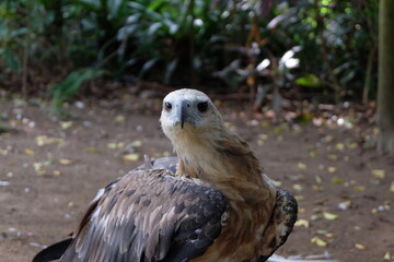 The white-bellied sea eagle (Haliaeetus leucogaster), also known as the white-breasted sea eagle, is a large diurnal bird of prey in the family Accipitridae