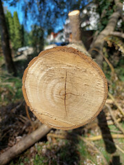 treee wood