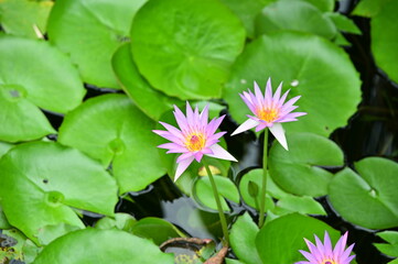Water lilies are blooming in the pond
