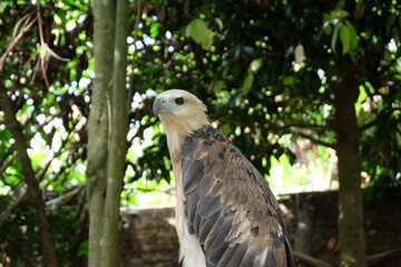 The white-bellied sea eagle (Haliaeetus leucogaster), also known as the white-breasted sea eagle, is a large diurnal bird of prey in the family Accipitridae